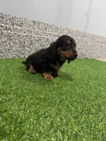 Lasco, a male Miniature Dachshund for sale in Nappanee, IN – 2 of 5