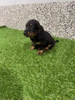 Edgar , a male Miniature Dachshund for sale in Nappanee, IN – 5 of 5