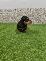 Adra, a female Miniature Dachshund for sale in Nappanee, IN – Photo 4 of 5