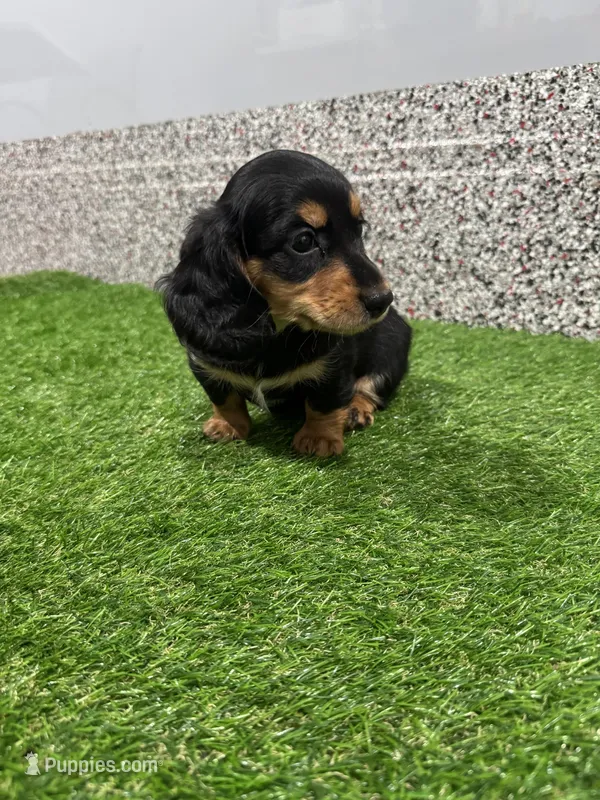 Adra, a female Miniature Dachshund for sale in Nappanee, IN – Photo 1 of 5
