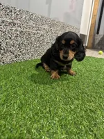 Adra, a female Miniature Dachshund for sale in Nappanee, IN – Photo 3 of 5