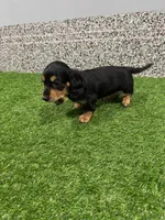 Adra, a female Miniature Dachshund for sale in Nappanee, IN – Photo 5 of 5