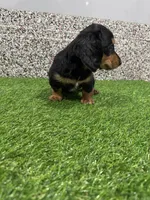 Adra, a female Miniature Dachshund for sale in Nappanee, IN – Photo 2 of 5