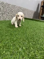 Avery , a female Miniature Dachshund for sale in Nappanee, IN – 4 of 5