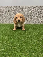 Mayla , a female Miniature Dachshund for sale in Nappanee, IN – 5 of 5