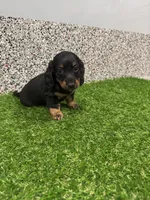 Edgar , a male Miniature Dachshund for sale in Nappanee, IN – 4 of 5