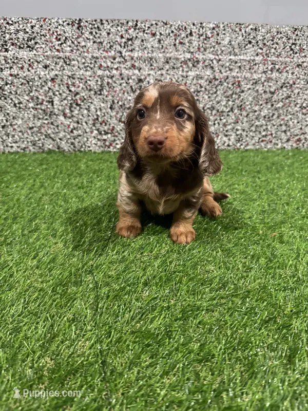 Lilli – Miniature Dachshund puppy for sale in Nappanee, IN