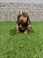 Lilli, a female Miniature Dachshund for sale in Nappanee, IN – 1 of 5