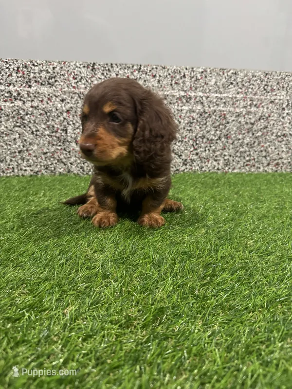 Sarge  – Miniature Dachshund puppy for sale in Nappanee, IN
