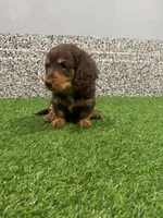 Sarge , a male Miniature Dachshund for sale in Nappanee, IN – 1 of 5
