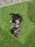 Ace, a male Miniature Dachshund for sale in Nappanee, IN – 5 of 5