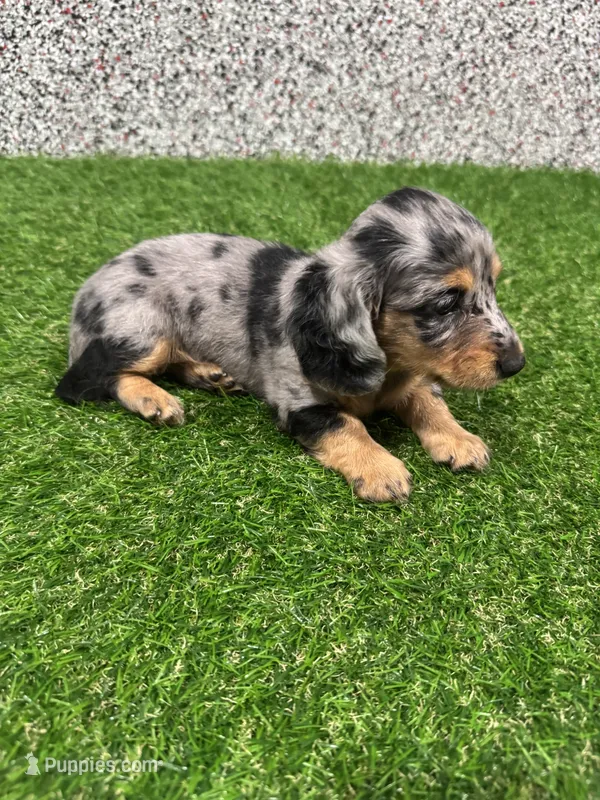 Ellie  – Miniature Dachshund puppy for sale in Nappanee, IN