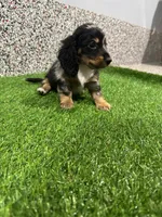 Ace, a male Miniature Dachshund for sale in Nappanee, IN – 3 of 5