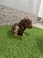Lilli, a female Miniature Dachshund for sale in Nappanee, IN – 3 of 5