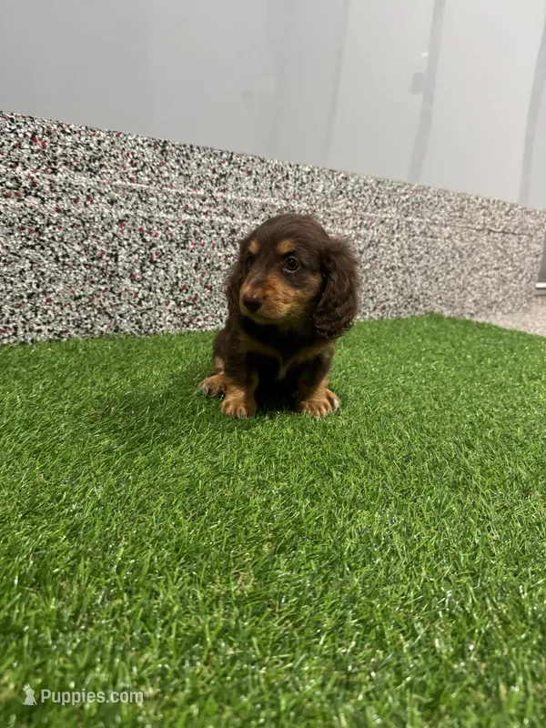Sibyl – Miniature Dachshund puppy for sale in Nappanee, IN