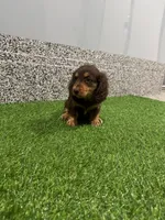 Sibyl, a female Miniature Dachshund for sale in Nappanee, IN – 1 of 5