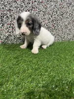 Apollo , a male Miniature Dachshund for sale in Nappanee, IN – 4 of 5