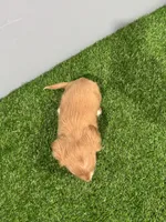 Abby , a female Miniature Dachshund for sale in Nappanee, IN – Photo 5 of 5