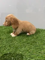 Abby , a female Miniature Dachshund for sale in Nappanee, IN – Photo 4 of 5