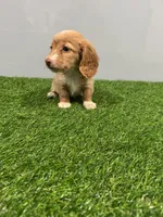 Abby , a female Miniature Dachshund for sale in Nappanee, IN – Photo 3 of 5