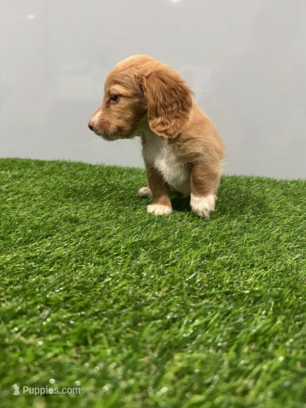 Abby  – Miniature Dachshund puppy for sale in Nappanee, IN