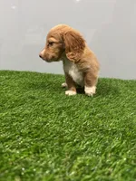 Abby , a female Miniature Dachshund for sale in Nappanee, IN – Photo 1 of 5