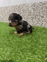 Ely , a male Miniature Dachshund for sale in Nappanee, IN – 5 of 5