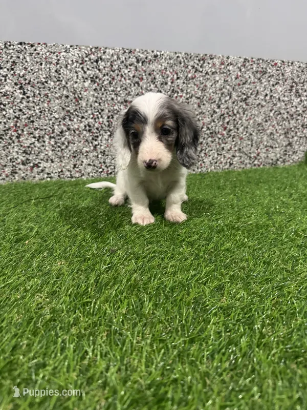 Apollo  – Miniature Dachshund puppy for sale in Nappanee, IN