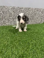 Apollo , a male Miniature Dachshund for sale in Nappanee, IN – 1 of 5