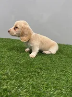 Zulu, a male Miniature Dachshund for sale in Nappanee, IN – Photo 3 of 5