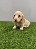 Zulu, a male Miniature Dachshund for sale in Nappanee, IN – Photo 4 of 5