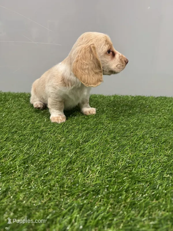 Zulu – Miniature Dachshund puppy for sale in Nappanee, IN