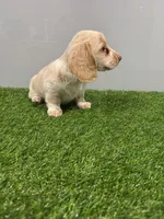 Zulu, a male Miniature Dachshund for sale in Nappanee, IN – Photo 1 of 5