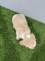 Zulu, a male Miniature Dachshund for sale in Nappanee, IN – Photo 5 of 5