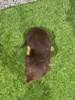 Sarge , a male Miniature Dachshund for sale in Nappanee, IN – 5 of 5