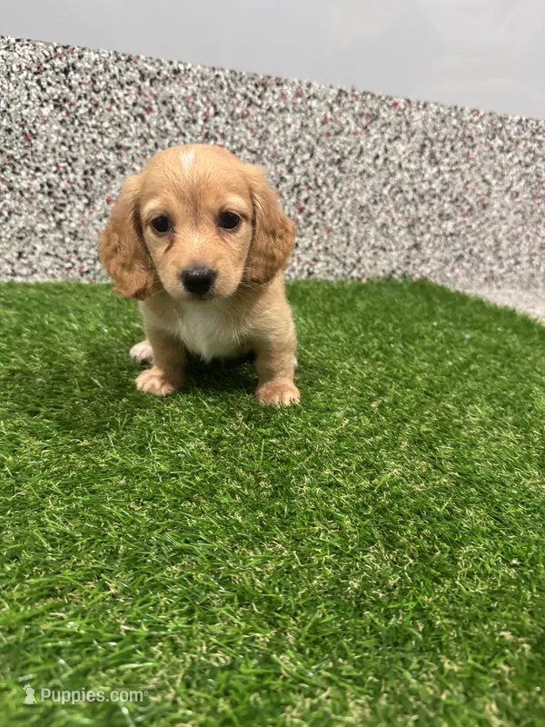 Mayla  – Miniature Dachshund puppy for sale in Nappanee, IN