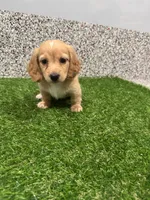 Mayla , a female Miniature Dachshund for sale in Nappanee, IN – 1 of 5