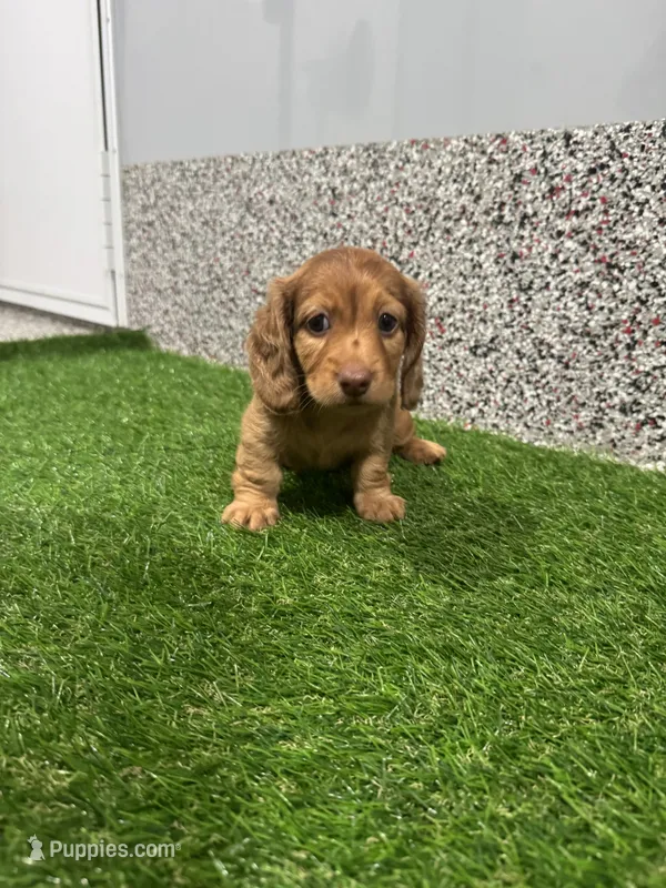 Marcy  – Miniature Dachshund puppy for sale in Nappanee, IN