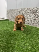 Marcy , a female Miniature Dachshund for sale in Nappanee, IN – 1 of 6