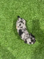 Ellie , a female Miniature Dachshund for sale in Nappanee, IN – 5 of 5