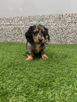 Mila , a female Miniature Dachshund for sale in Nappanee, IN – Photo 4 of 5