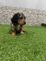 Mila , a female Miniature Dachshund for sale in Nappanee, IN – Photo 3 of 5