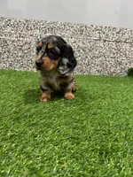 Mila , a female Miniature Dachshund for sale in Nappanee, IN – Photo 1 of 5