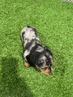 Mila , a female Miniature Dachshund for sale in Nappanee, IN – Photo 5 of 5
