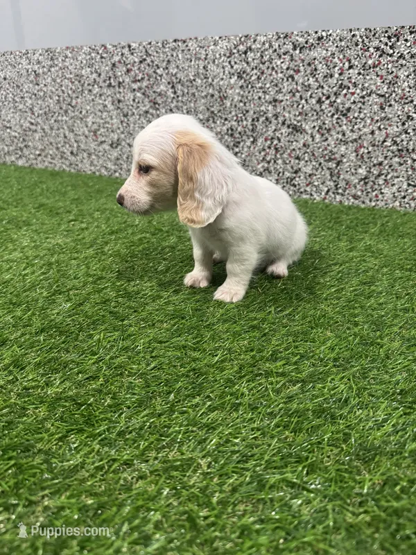 Alice  – Miniature Dachshund puppy for sale in Nappanee, IN