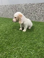 Alice , a female Miniature Dachshund for sale in Nappanee, IN – 1 of 5