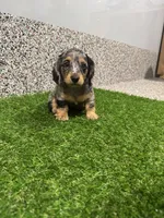 Ellie , a female Miniature Dachshund for sale in Nappanee, IN – 4 of 5