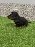 Leny , a male Miniature Dachshund for sale in Nappanee, IN – 2 of 5
