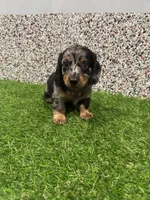 Ely , a male Miniature Dachshund for sale in Nappanee, IN – 4 of 5