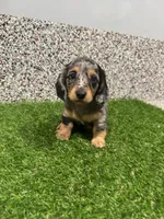 Ellie , a female Miniature Dachshund for sale in Nappanee, IN – 2 of 5